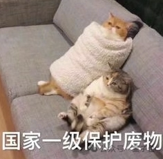 猫猫的运动方程：首次被物理学家破解了！