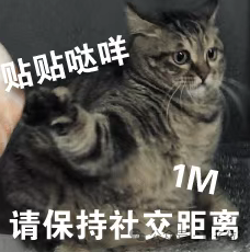 猫猫的运动方程：首次被物理学家破解了！