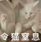 猫猫的运动方程：首次被物理学家破解了！