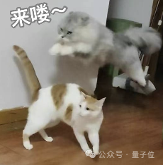 猫猫的运动方程：首次被物理学家破解了！