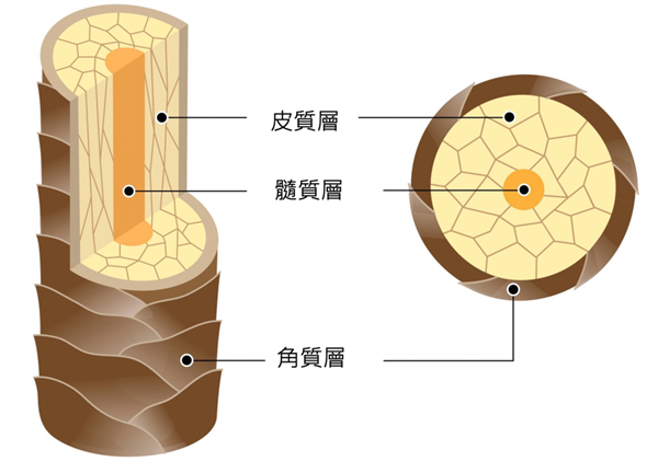 幽灵巨狮吃掉35名工人 126年后人们从它的牙缝毛发中发现一份惊人食谱