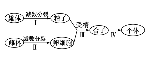 一只就生出许多后代 自然界最优繁殖策略 为何人类没有这种能力